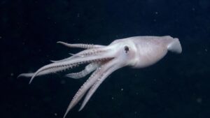 Pour la première fois un calmar colossal a été filmé vivant dans les profondeurs : il a fallu attendre 100 ans après sa découverte